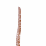 BROWN Wispy Lash Runway